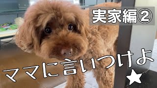 🐾【実家②】女優ばりの演技をするトイプードル　/ミニチュアシュナウザー/犬との日常/トイプードル【ミニシュナのべる】