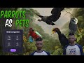 Parrots as Pets FiveM Script [ESX/QBCORE/QBOX] - Mic Scripts