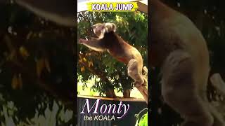 #shorts Jumping Koala | Koala leaps | Zoodoo Zoo Tasmania | Tasmania tourism | wildlife park
