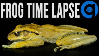 Frog TimeLapse - Rotting Time Lapse