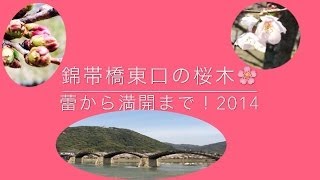 春、錦帯橋東口の桜 蕾から満開まで 2014【山口県岩国市】うまもん漬物工房