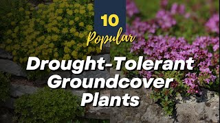 10 Popular Drought Tolerant Groundcover Plants 🌿💧 for Water Conscious Gardening