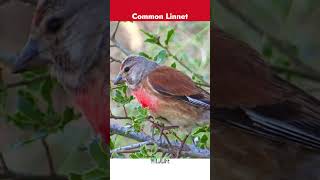 Common Linnet