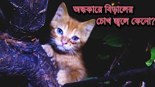 অন্ধকারে বিড়ালের চোখ জ্বলে কেনো? দেখুন ভিডিওতে !