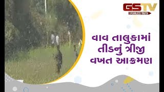 Banaskantha : વાવ તાલુકામાં તીડનું ત્રીજી વખત આક્રમણ | Gstv Gujarati News