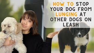 Dog Lunging at Other Dogs While On Leash (3 Step Guide)