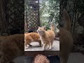 猫饿了