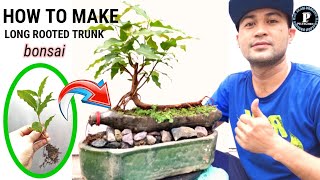 RED BALETE LONG TRUNK ROOTED BONSAI