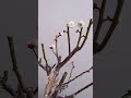 plum blossoms white double flowers shorts beginners bonsai