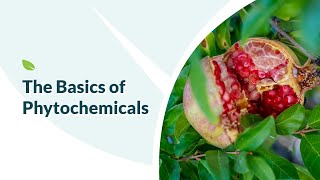 The Basics of Phytochemicals