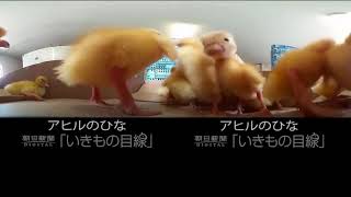 【いきもの目線】アヒルのひな（360Lives　 　Duck Ling）