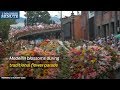 Medellin blossoms during traditional flower parade