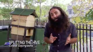 Australian Stingless Beehive split