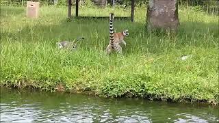 【お食事タイム】ワオキツネザル＠宮崎市フェニックス自然動物園20230626