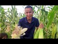 ប្រមូលផលពោត sreynounpechofficial agriculture fruit corn