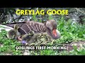 Greylag goose goslings first morning. PART 25