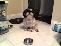 Hungry shih tzu throws a tantrum