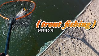 11월 송어 낚시 | 신암 낚시터 | 계간 낚시 | trout