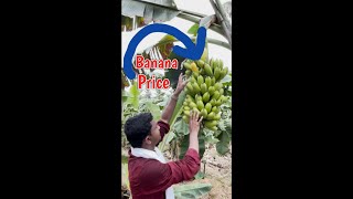 Amruthapani Banana Price #Shorts #Rythubadi