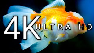 10 Minutes Stunning 4k Underwater Footage + Music | Nature Relaxation Rare & Colourful Sea, Relaxing