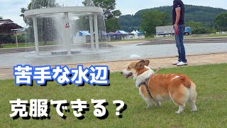 苦手な水辺を克服するために噴水公園に行くコーギー～最後はコタ飯です