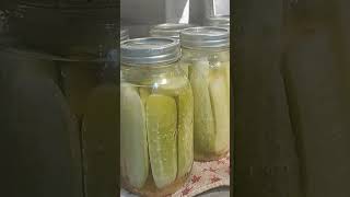 Pickled cucumbers แตงกวาดอง #สาวใต้ #สาวไทยในต่างแดน #สาวไทยในอเมริกา #สวนหลังบ้าน #thaiwife