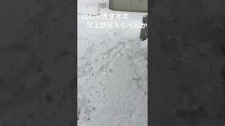 雪遊びトイプードル