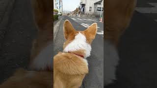 【コーギー】ももこさんとお散歩🐾いろいろくんくんしてます🐶Momoko-san and I'm taking a lot of walks 🐶 #shorts #corgi