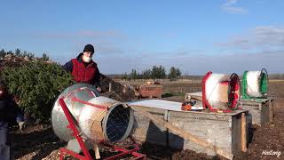 Picking REAL Christmas tree in Quinn farm,Montreal,Canada🎄#montreal#christmas#canada