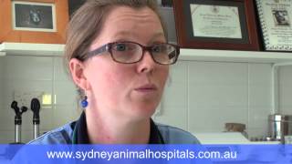 Sydney Animal Hospitals - Allergic reactions to dust, dust mites and pollen