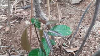 நாட்டு மாஞ்செடி | நாட்டு மாங்காய்| Native Mango plant | sapling of 50 year old mango tree| Heritage