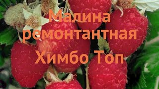 Малина ремонтантная Химбо Топ 🌿 обзор: как сажать, саженцы малины Химбо Топ