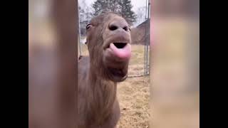 Funny animal behavior that makes you laugh out loud 😹