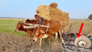 Cow cart Stuck Deep Mud | Bullock Cart heavy load paddy Stuck Mud | Cow cart Ride