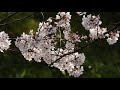 満開の桜と雀 4k映像 full bloom of cherry blossoms and sparrows 4k video