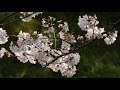 満開の桜と雀 4k映像 full bloom of cherry blossoms and sparrows 4k video