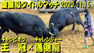 王冠ｘ邁進龍 2020.11.15（重量級タイトルマッチ）　【沖縄闘牛】 #闘牛