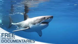 Wild Pacific - The Beauty of Life | Full Documentary