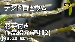 【デンドロビウム】作品紹介　2　花芽付きの紹介