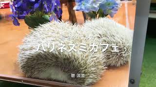 【癒されてみた】ハリネズミカフェ