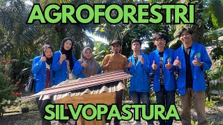 AGROFORESTRI SILVOPASTURA || KAMPAR || 2024