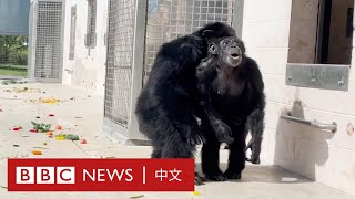 實驗室黑猩猩28年來首次踏出牢籠 － BBC News 中文