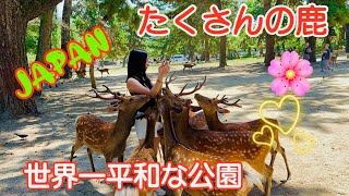 世界一平和な公園 外国人観光客と奈良 Nara park deer 🦌 in japan