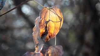 Autumn leaves 24   Free HD stock footage on Vimeo