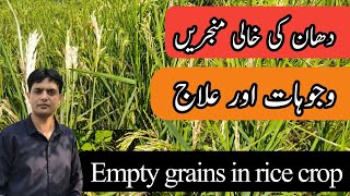 دھان کی خالی منجریں اور اس کا علاج | Empty grains in rice crop | Plant Clinics | Dr. Jamil Shafi