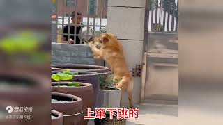 金毛犬毛毛：主人要抓鸭子吃肉，金毛犬毛毛守护鸭子不让抓