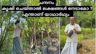 ചന്ദനം വളർത്താൻ ലൈസൻസ് വേണോ ? എന്താണ് ലാഭം Sandalwood Farming Kerala, Chandanam Krishi