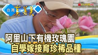 “有機玫瑰園”裡的新人生｜曙光玫瑰莊園｜【台灣真善美】2024.03.24