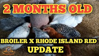 UPDATE 2 MONTHS OLD CROSSBREED RESULT BROILER X RHODE ISLAND RED | PAGMAMANOKAN