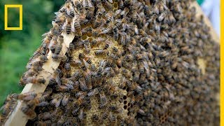 EXPEDITION RAW ¿Entrarías en una habitación con millones de ABEJAS? | National Geographic en Español